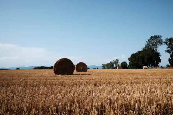 Wheat field