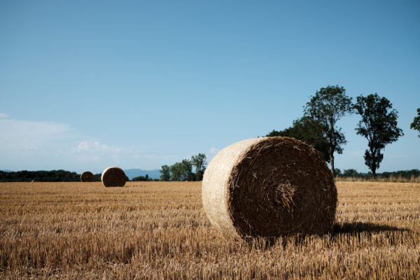 Wheat field