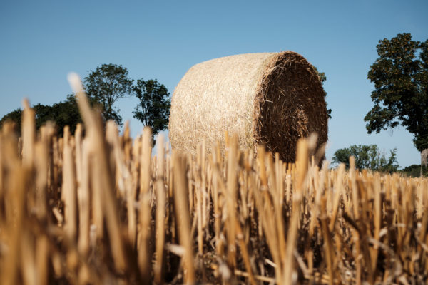 Wheat field