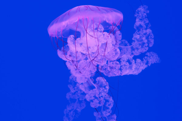 Jellyfish