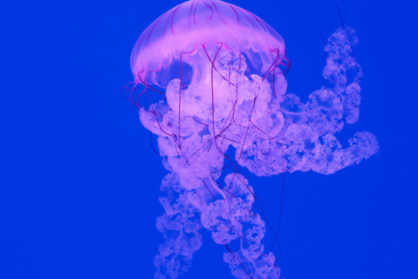 Jellyfish