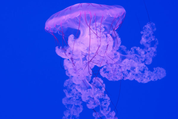 Jellyfish